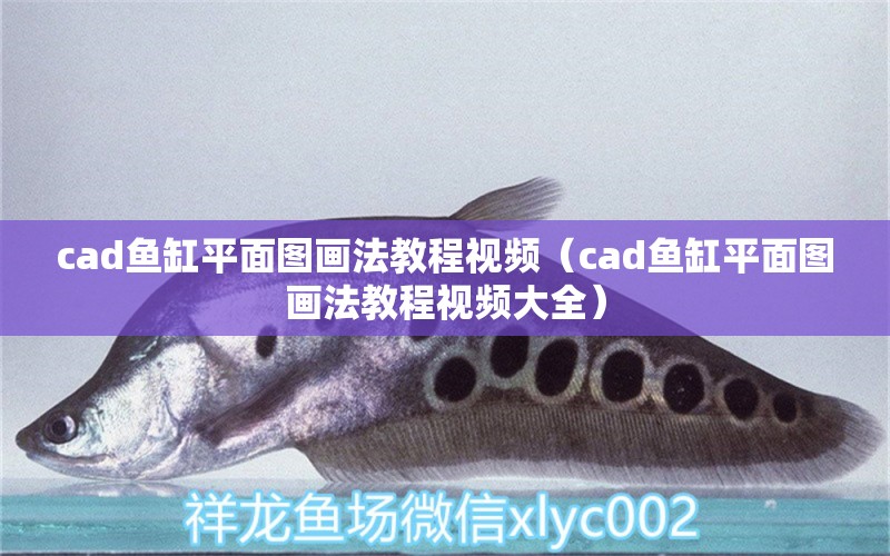 cad鱼缸平面图画法教程视频（cad鱼缸平面图画法教程视频大全） 祥龙水族医院