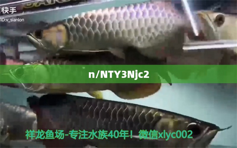 白缸养的红龙鱼能发色吗(白缸养的红龙鱼能发色吗视频)
