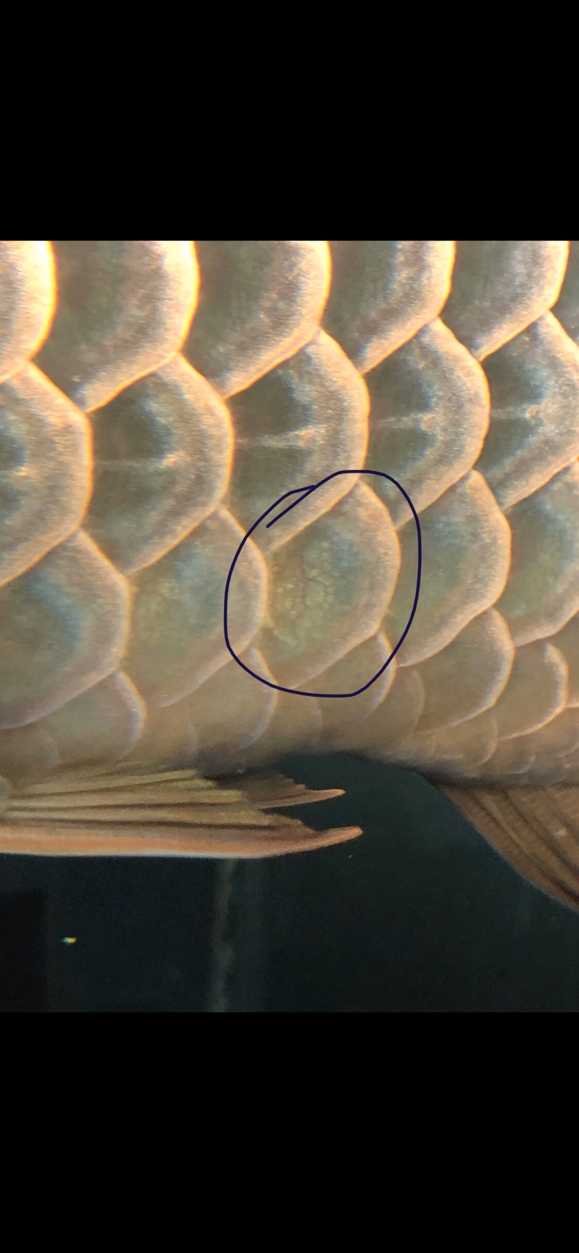 鱼鳞出现裂痕是什么原因啊？