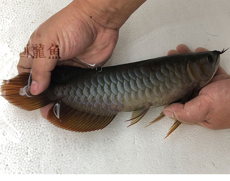 顶级印尼纯血红龙鱼完美体型七鳍超大印尼渔场实拍