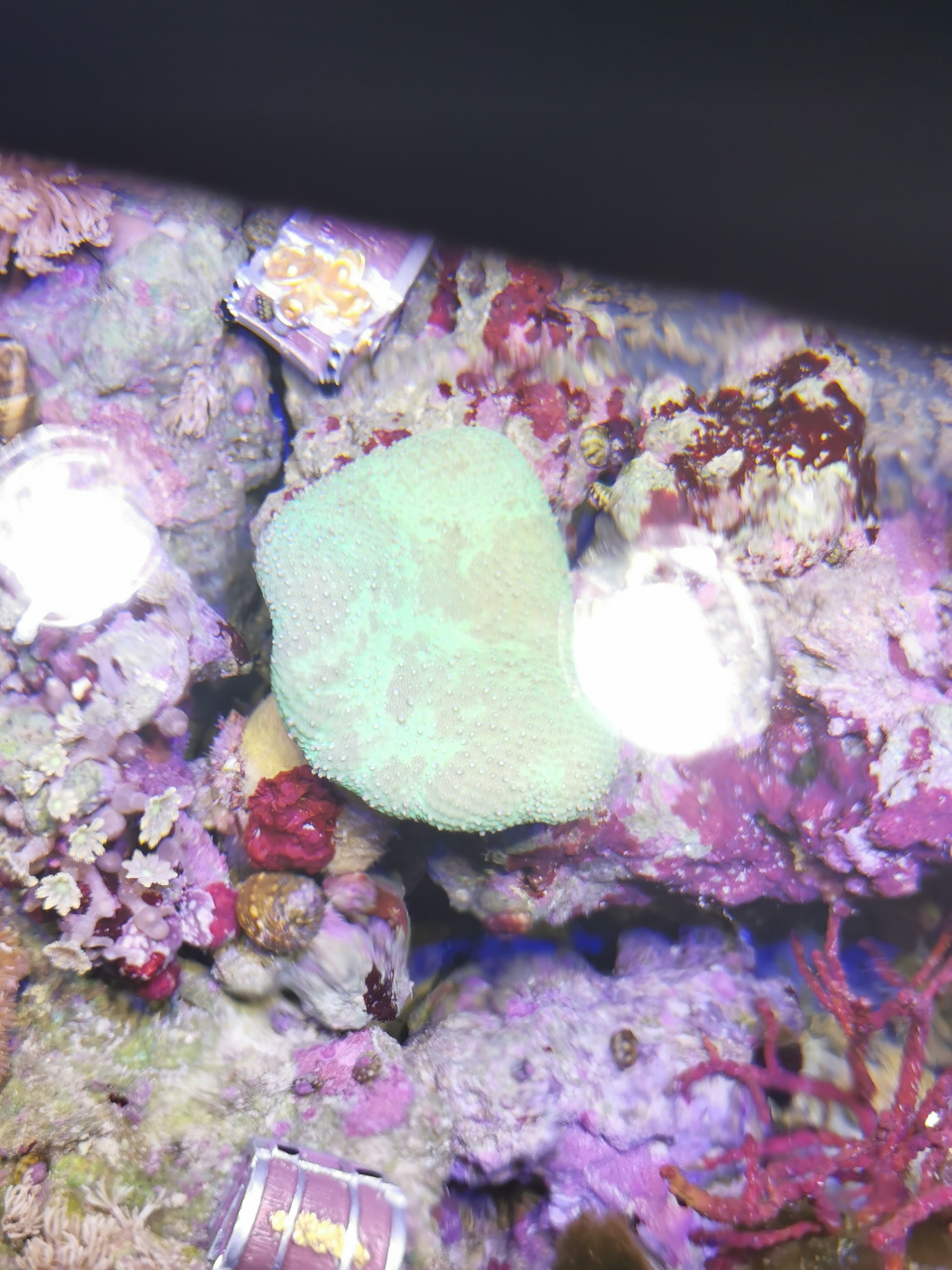 皮革珊瑚这两天突然不开了怎么回事水质光照一直都挺正常的其他珊瑚都开的挺好