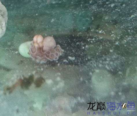 奶嘴海葵上这是什么