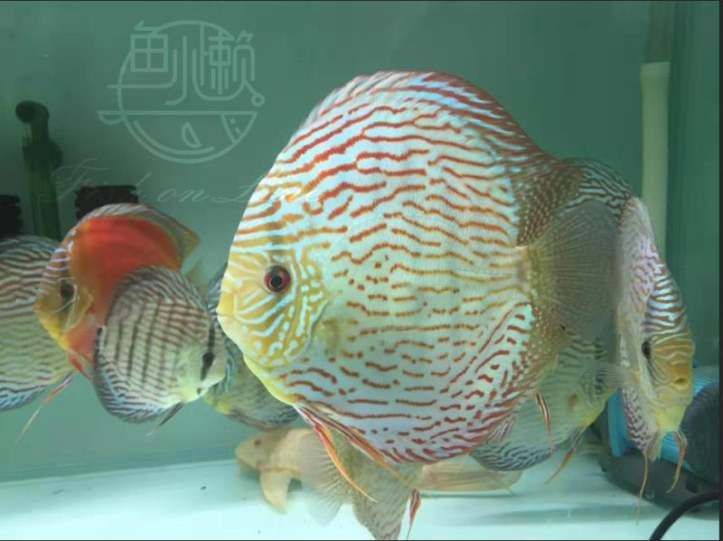 鱼小懒—常见观赏鱼适宜的温度 黄吉金龙（白子金龙鱼） 第2张