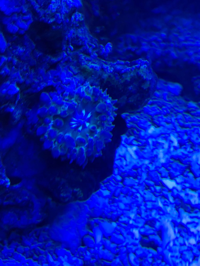 奶嘴海葵因为之前换缸收缩成个球状态现在这样状态还行吗？
