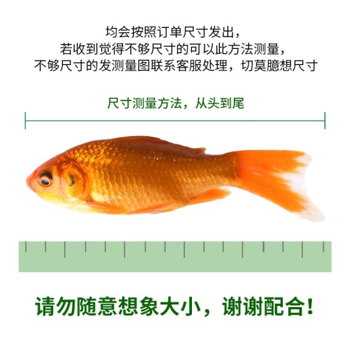 鱼多趣锦鲫12条（3:5cm）活体草金鱼 观赏鱼市场（混养鱼） 第4张