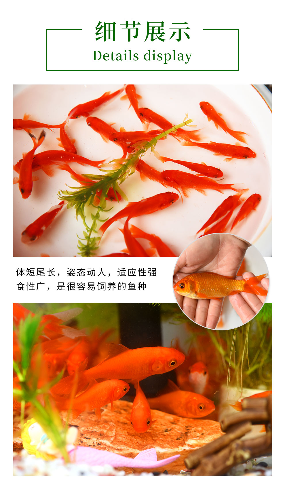 鱼多趣锦鲫12条（3:5cm）活体草金鱼 观赏鱼市场（混养鱼） 第85张