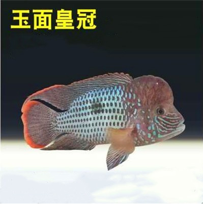 鱼多趣锦鲫12条（3:5cm）活体草金鱼 观赏鱼市场（混养鱼） 第92张