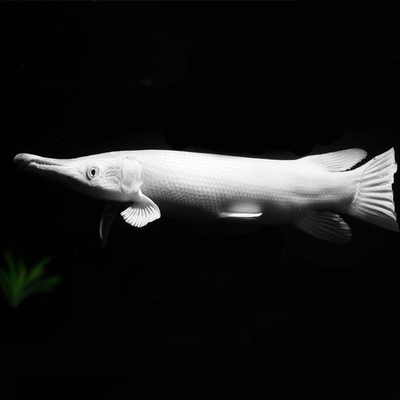 白化幽灵火箭鱼