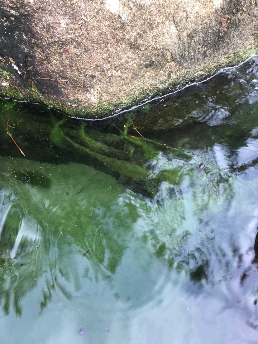 丝藻的问题还是未能解决问题原来是负责花王曾经为在池边的铜钱草施过肥