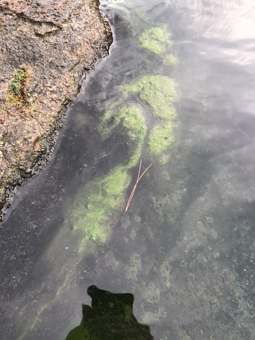 丝藻的问题还是未能解决问题原来是负责花王曾经为在池边的铜钱草施过肥