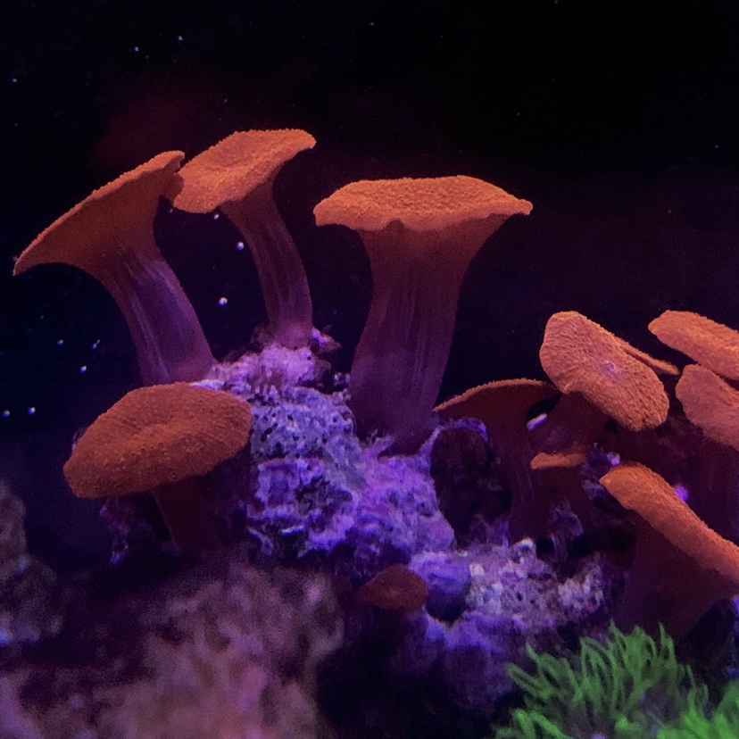 只养精品珊瑚