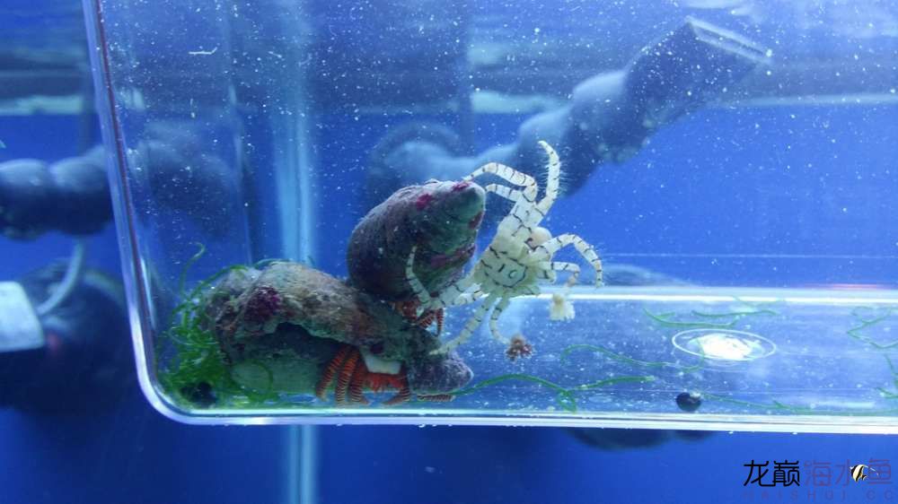 拳击蟹的海葵死了要咋办？