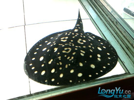 售黑白太空母魚二隻(32cm)(己售出20110412)