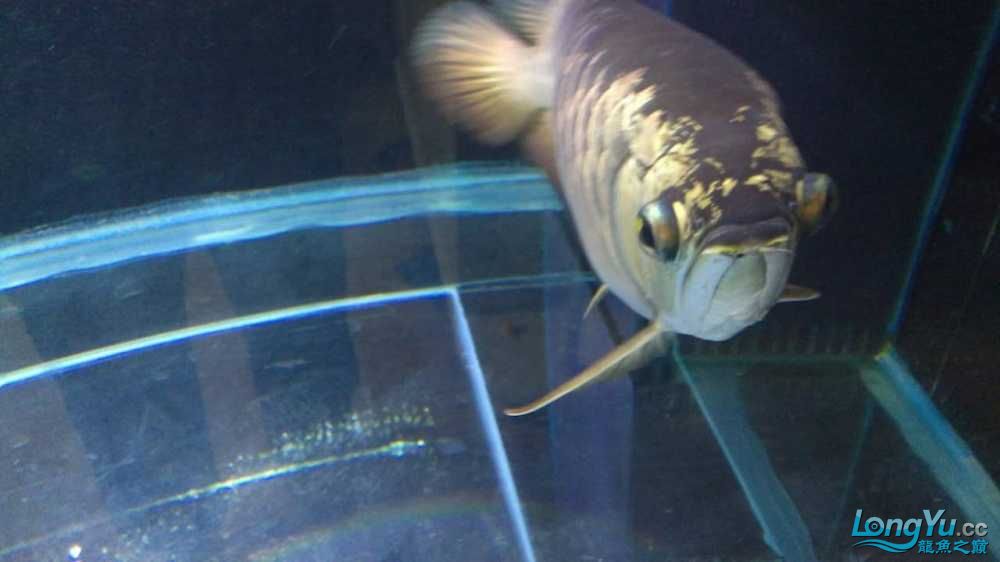 急金龙魚