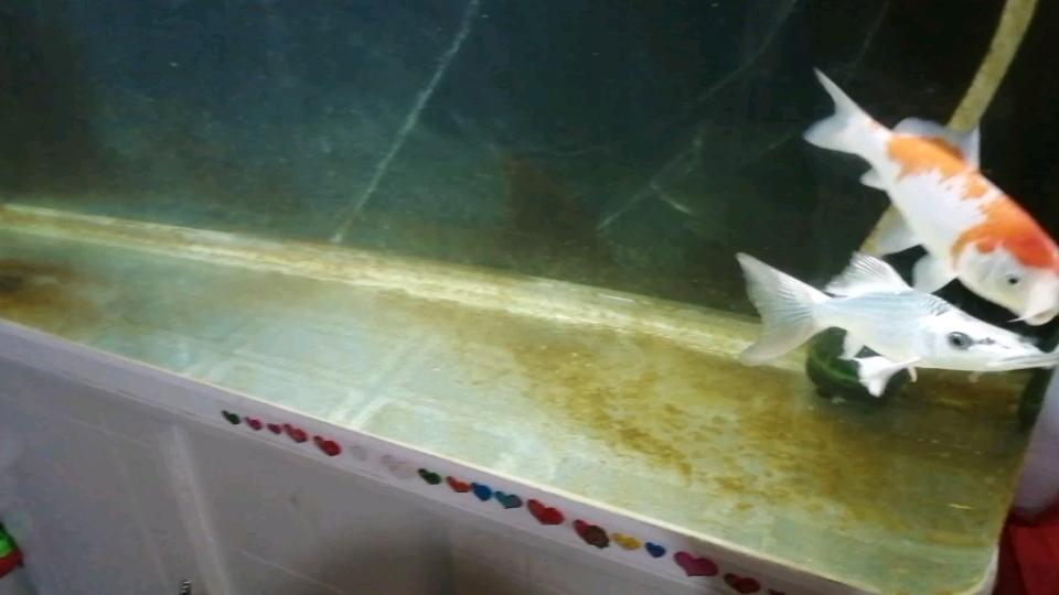 鱼的状态换完水之后是最好的 泰国雪鲫鱼 第1张