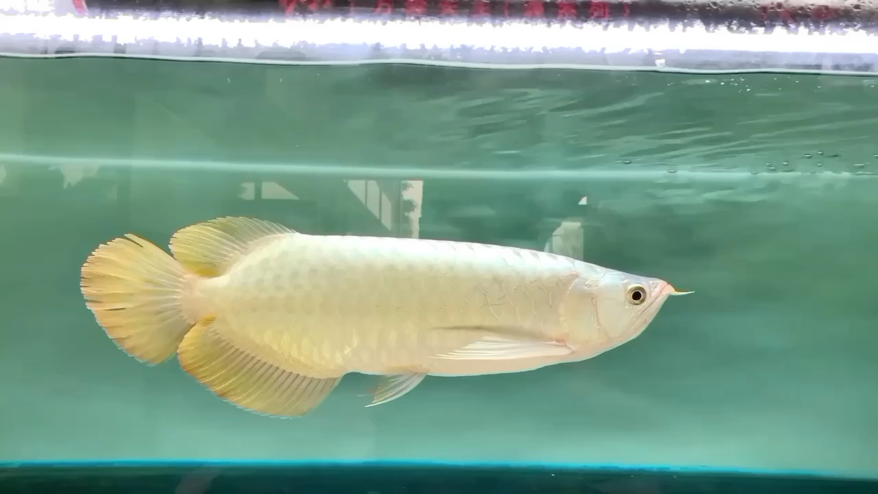 广州鱼缸批发市场在售18号烈焰 黄金招财猫鱼 第1张