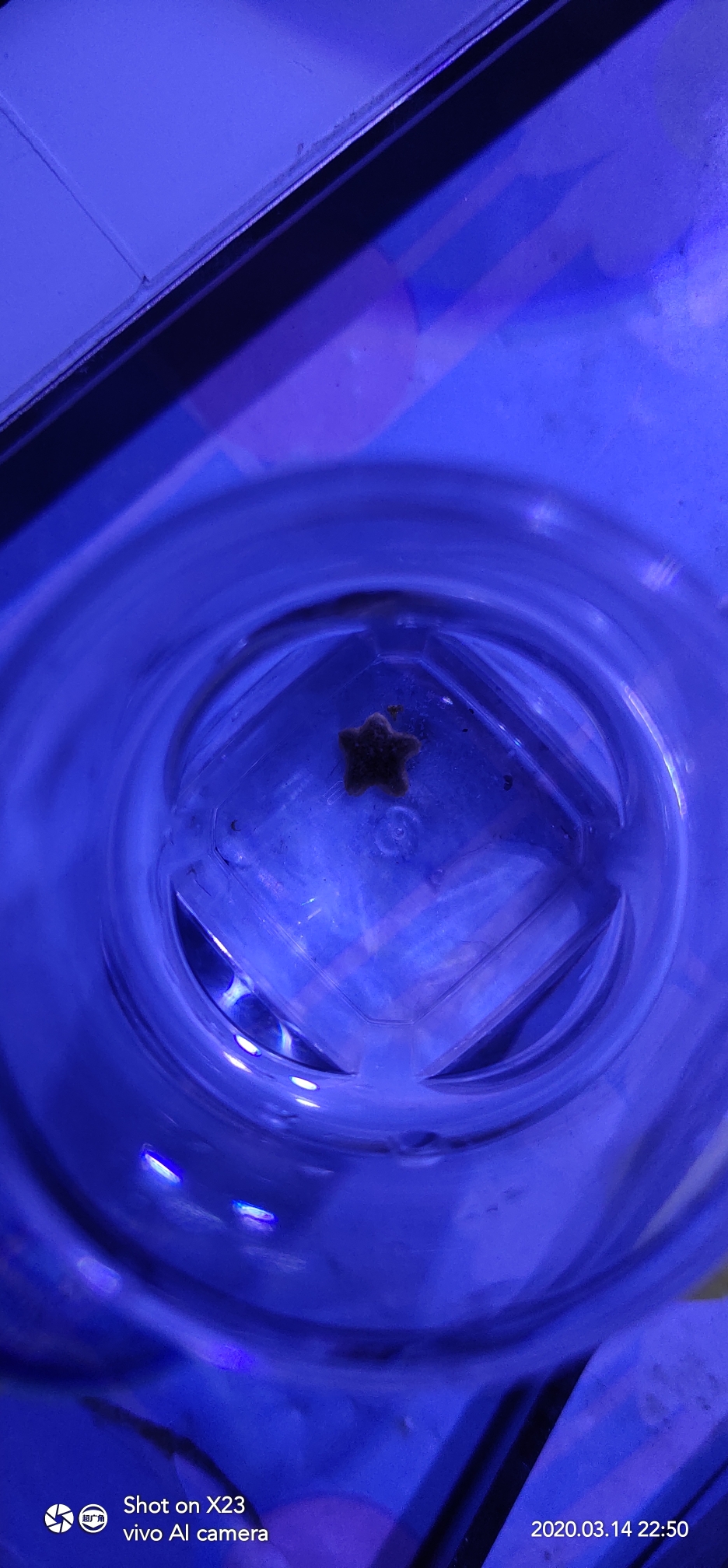 这是啥海星刚从缸里爬出来还特别小