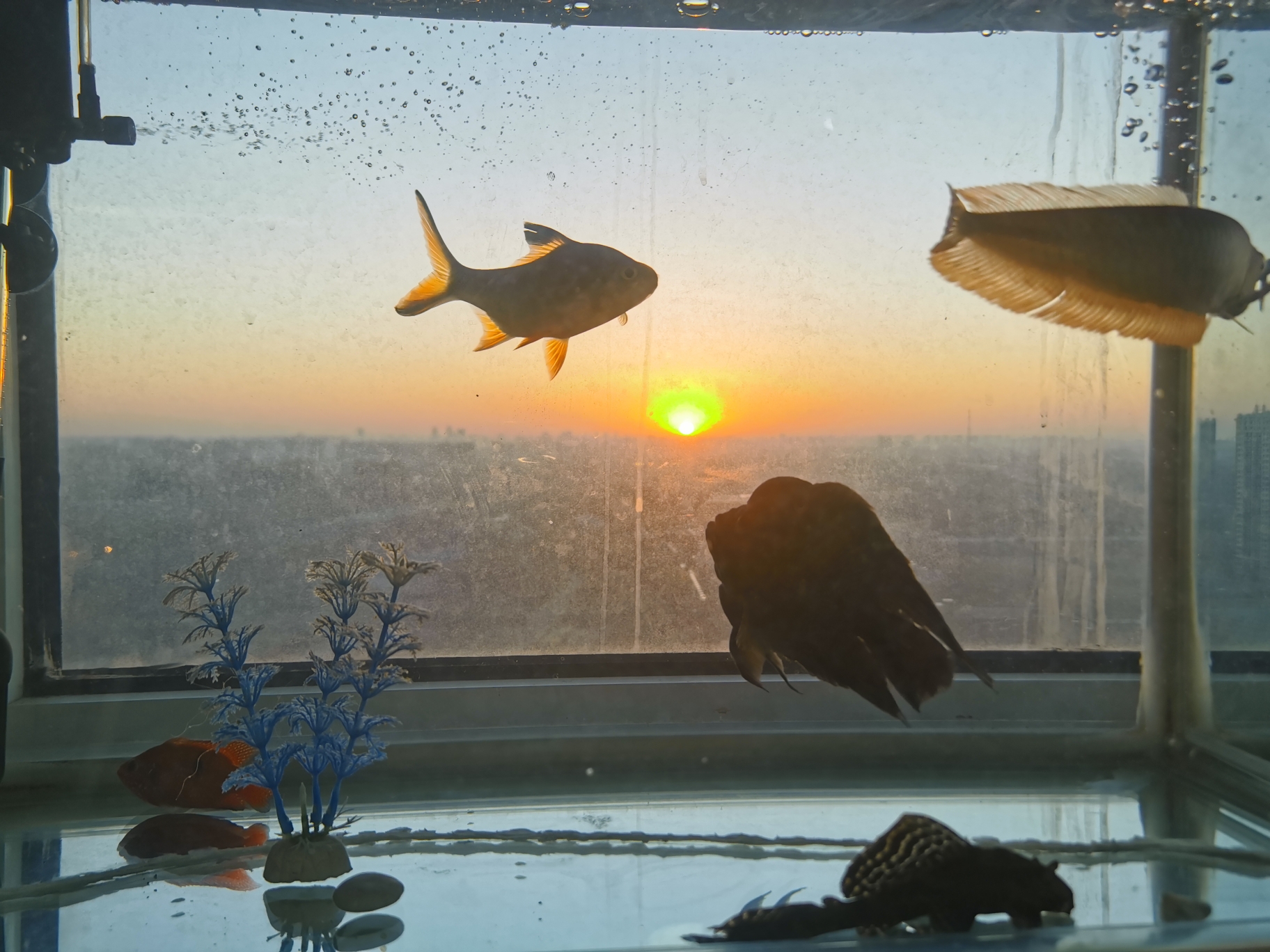 在鱼缸中看日出