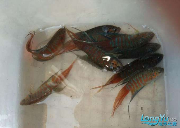 广州观赏鱼批发市场大龄儿童也过儿童节+儿时捉小鱼虾