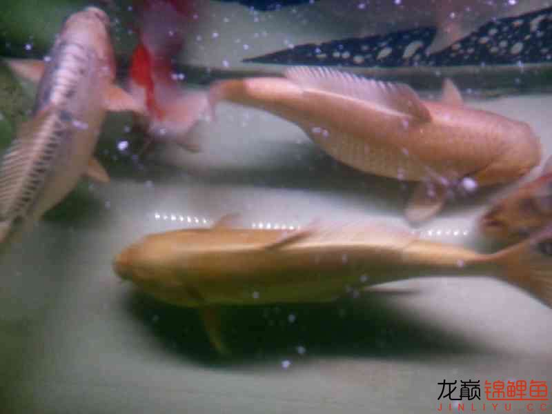 广州水族馆六一儿童节我得肥猪们 苏虎 第6张