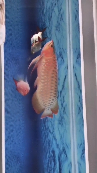 广州鱼缸批发市场自然光无灯 斑马鸭嘴鱼 第1张