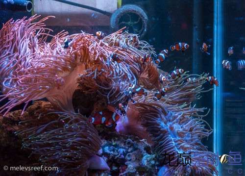 疯狂的海葵缸 虎斑恐龙鱼 第5张