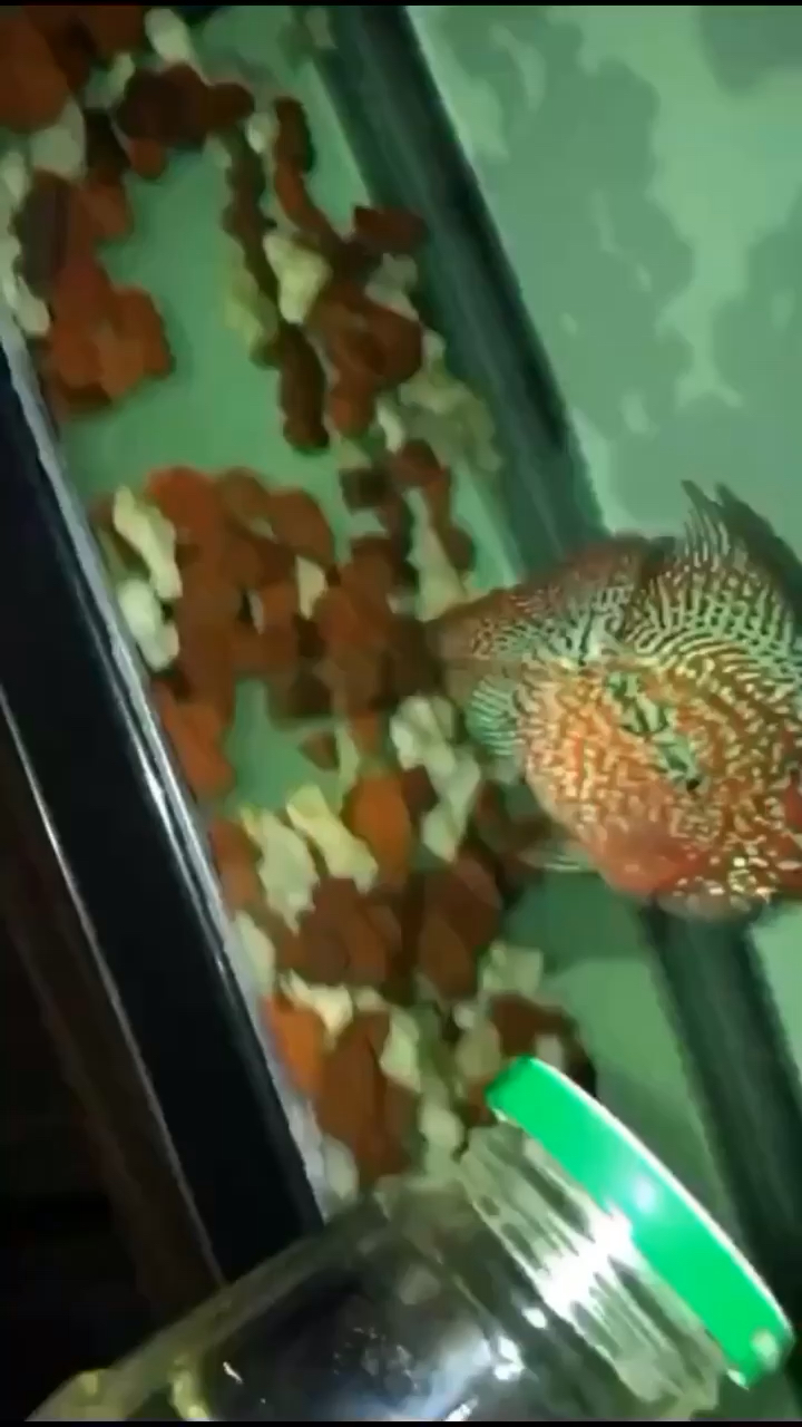 广州水族馆这鱼值多少钱？