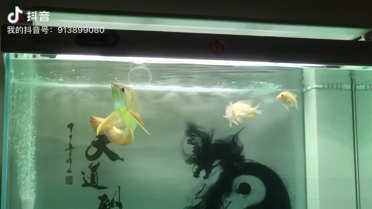 广州水族馆看见它无聊放个水杯给它玩玩 肺鱼 第1张