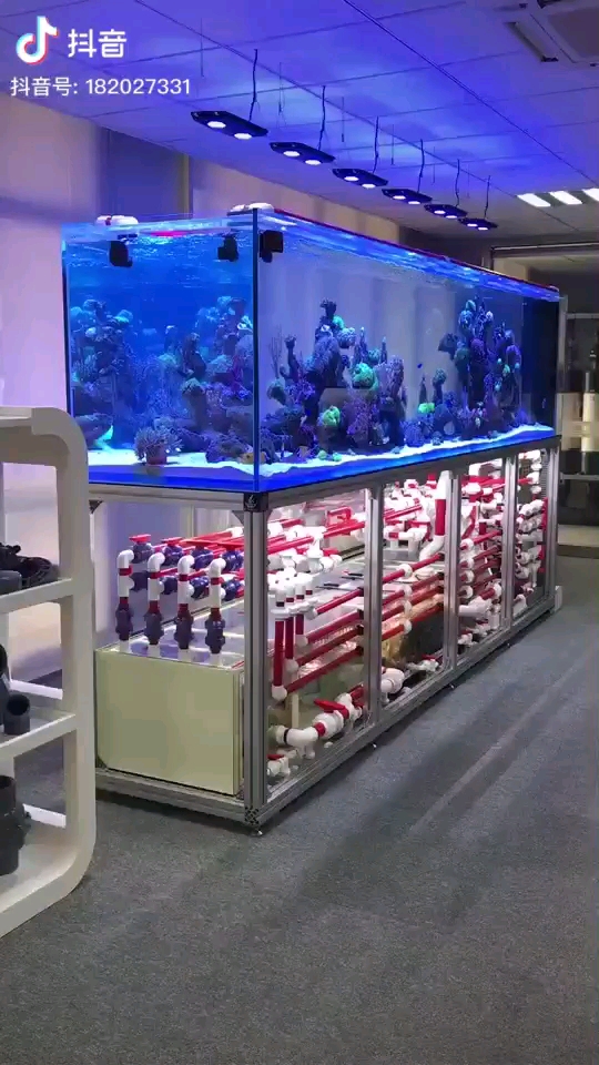 广州水族馆鱼缸水中美
