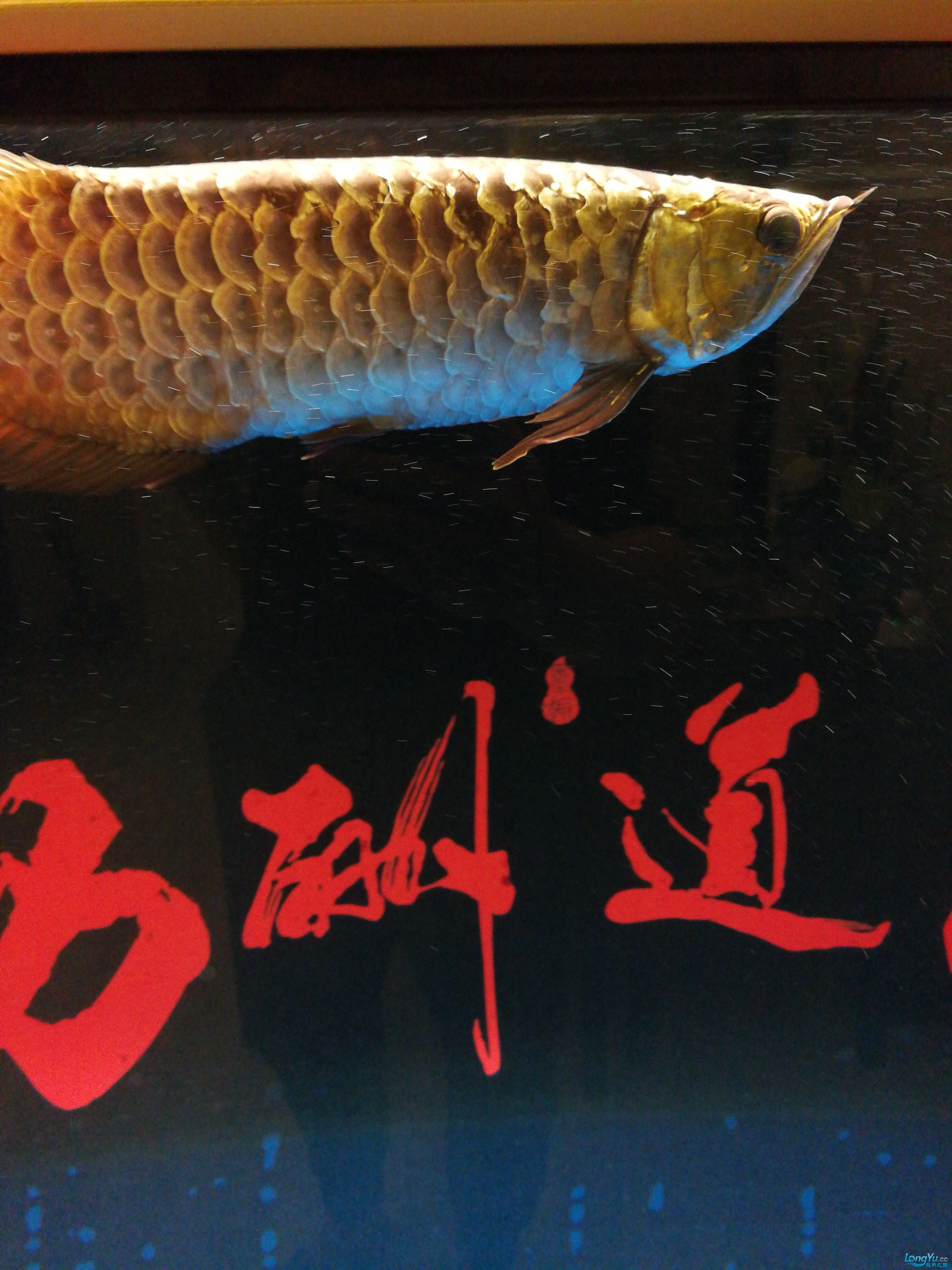 广州鱼缸批发市场求高人指点龙鱼腮盖有小洞 伊巴卡鱼 第2张