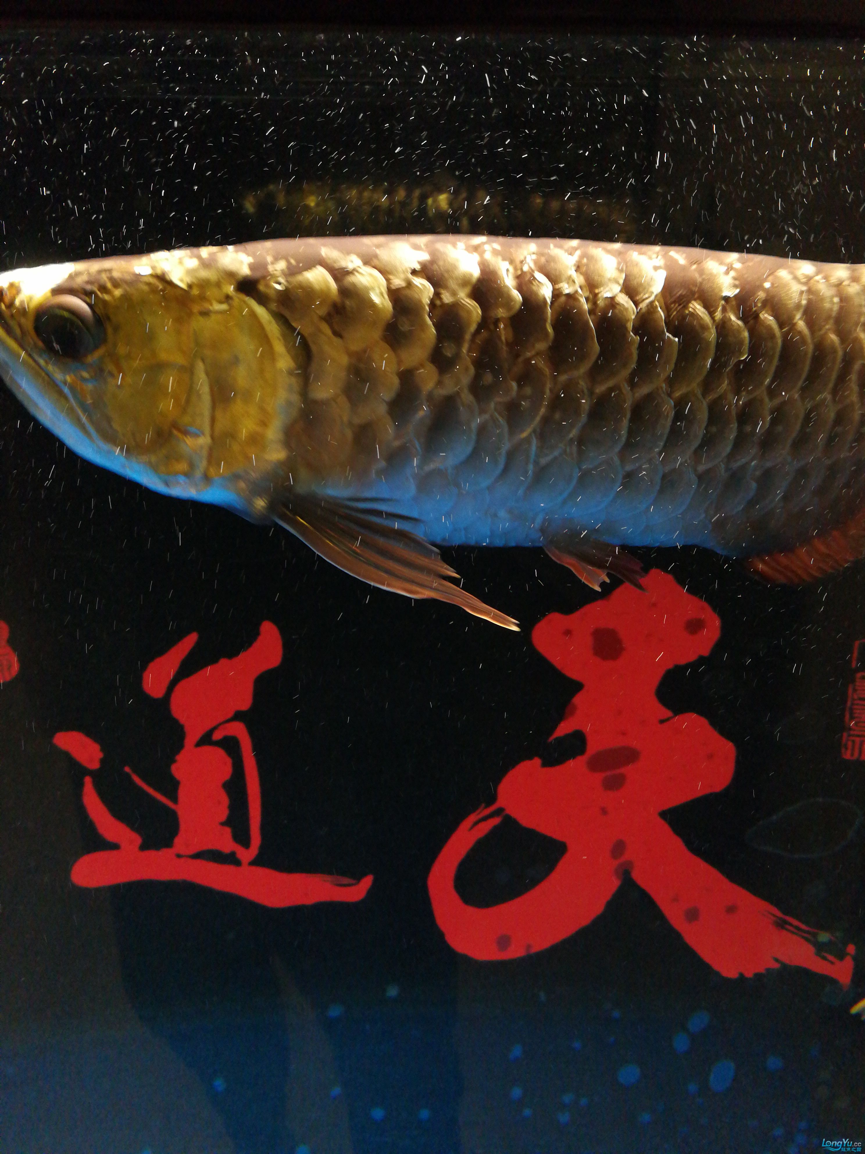 广州鱼缸批发市场求高人指点龙鱼腮盖有小洞 伊巴卡鱼 第3张