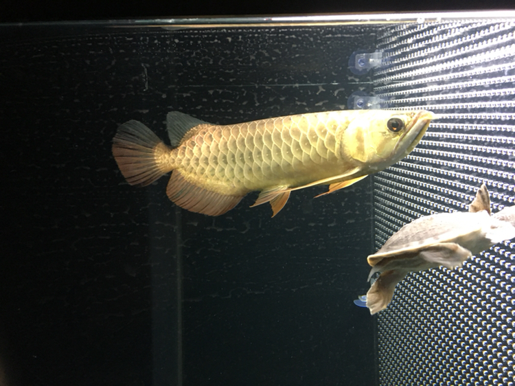 广州水族馆新入的金头小过背大家看看品质如何？