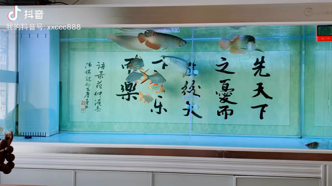 广州观赏鱼批发市场愿你在新家过的好好地