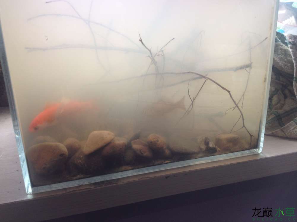 广州水族馆办公室精致小缸