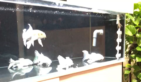 广州水族馆感觉漂亮的点赞老铁 短身红龙鱼 第2张