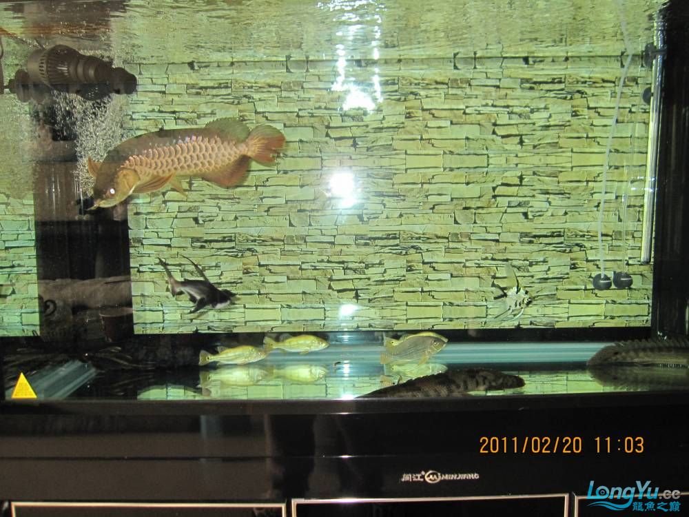 广州水族批发市场本人的小小海底世界 观赏鱼水族批发市场 第1张