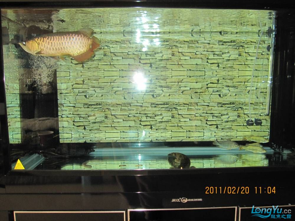 广州水族批发市场本人的小小海底世界 观赏鱼水族批发市场 第2张