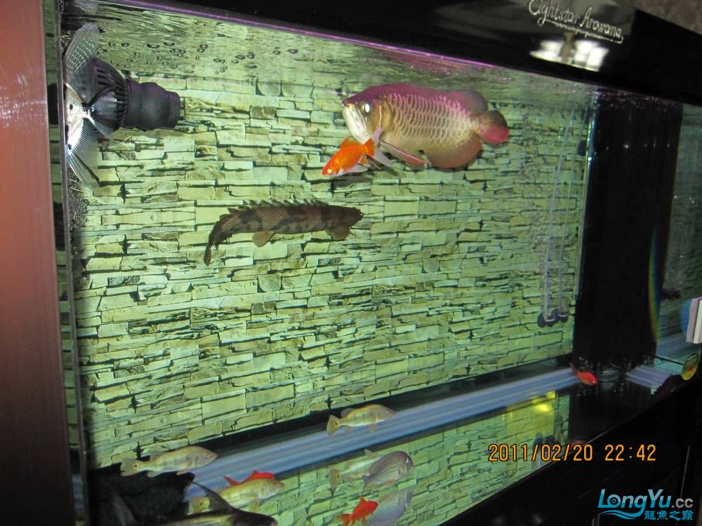 广州水族批发市场本人的小小海底世界 观赏鱼水族批发市场 第8张