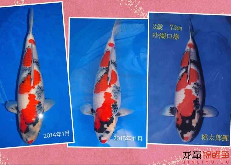 广州观赏鱼批发市场微生物的生态功能 观赏鱼批发 第1张
