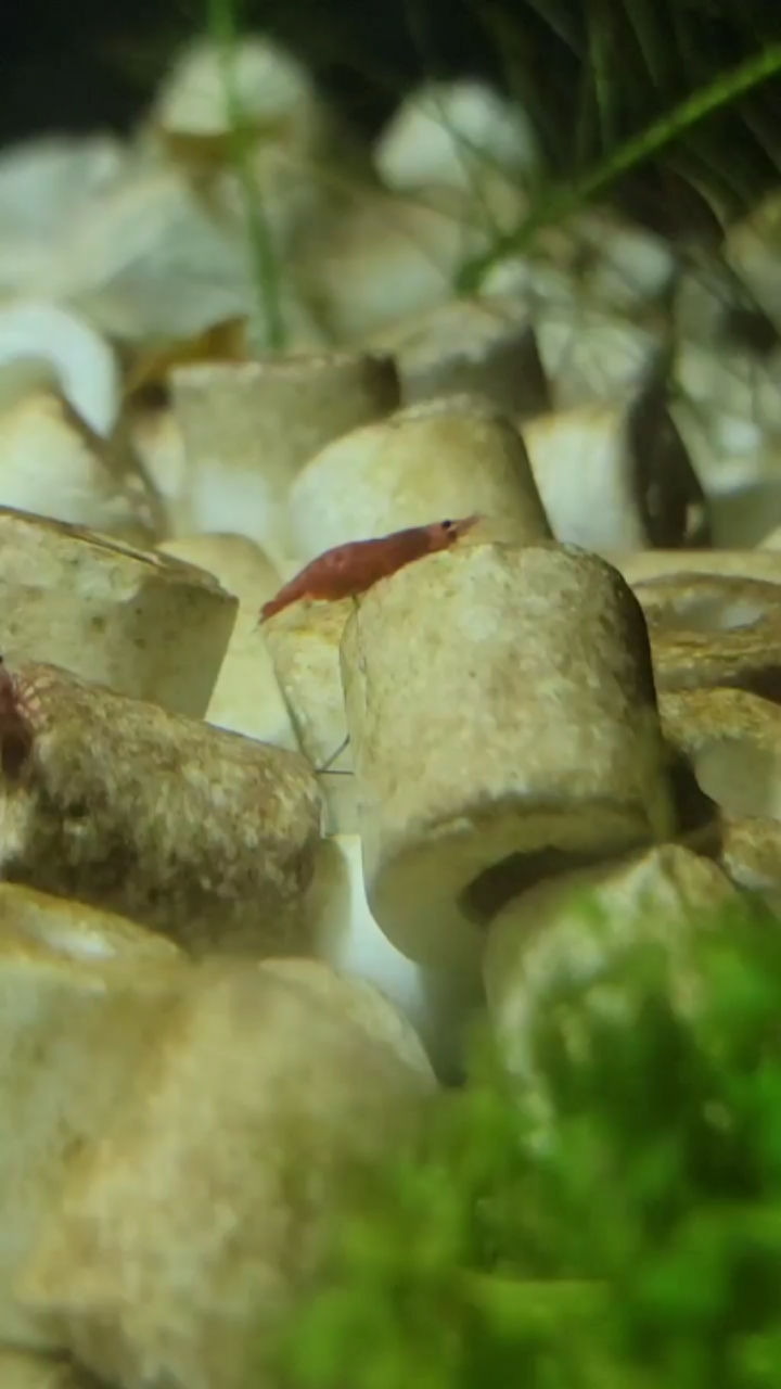 广州水族批发市场难得一见的虾抱卵哦 观赏鱼水族批发市场 第1张
