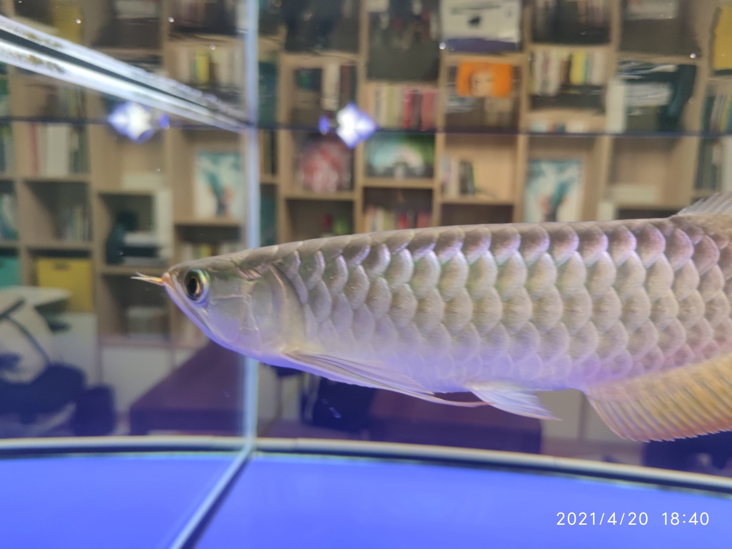 广州水族批发市场到家90天记录 观赏鱼水族批发市场 第1张