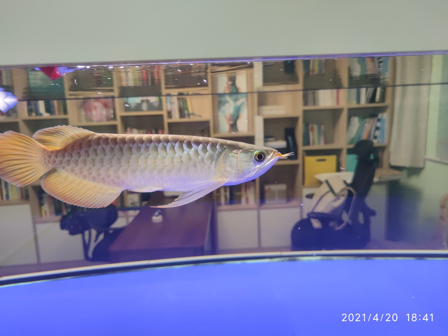 广州水族批发市场到家90天记录 观赏鱼水族批发市场 第7张