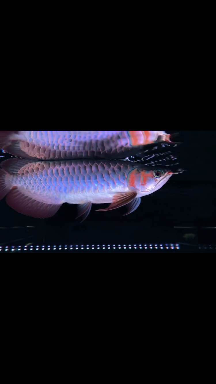33cm赛级超长七鳍印尼血艳红龙 水族灯（鱼缸灯） 第1张