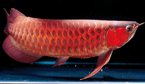 新的养鱼户也希望得到大家的帮助 泰国雪鲫鱼 第4张