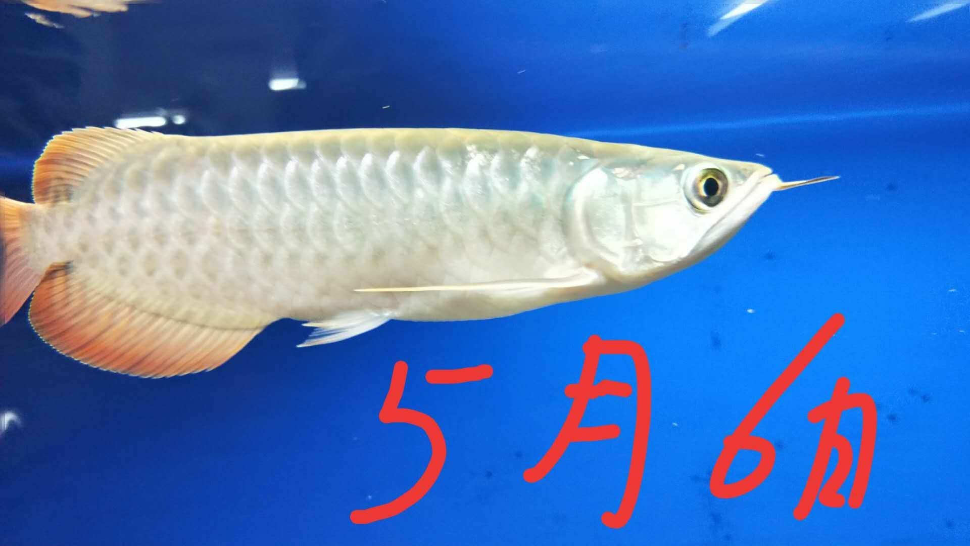 9个月从17厘米更改为40厘米 白子黄化银龙鱼 第2张