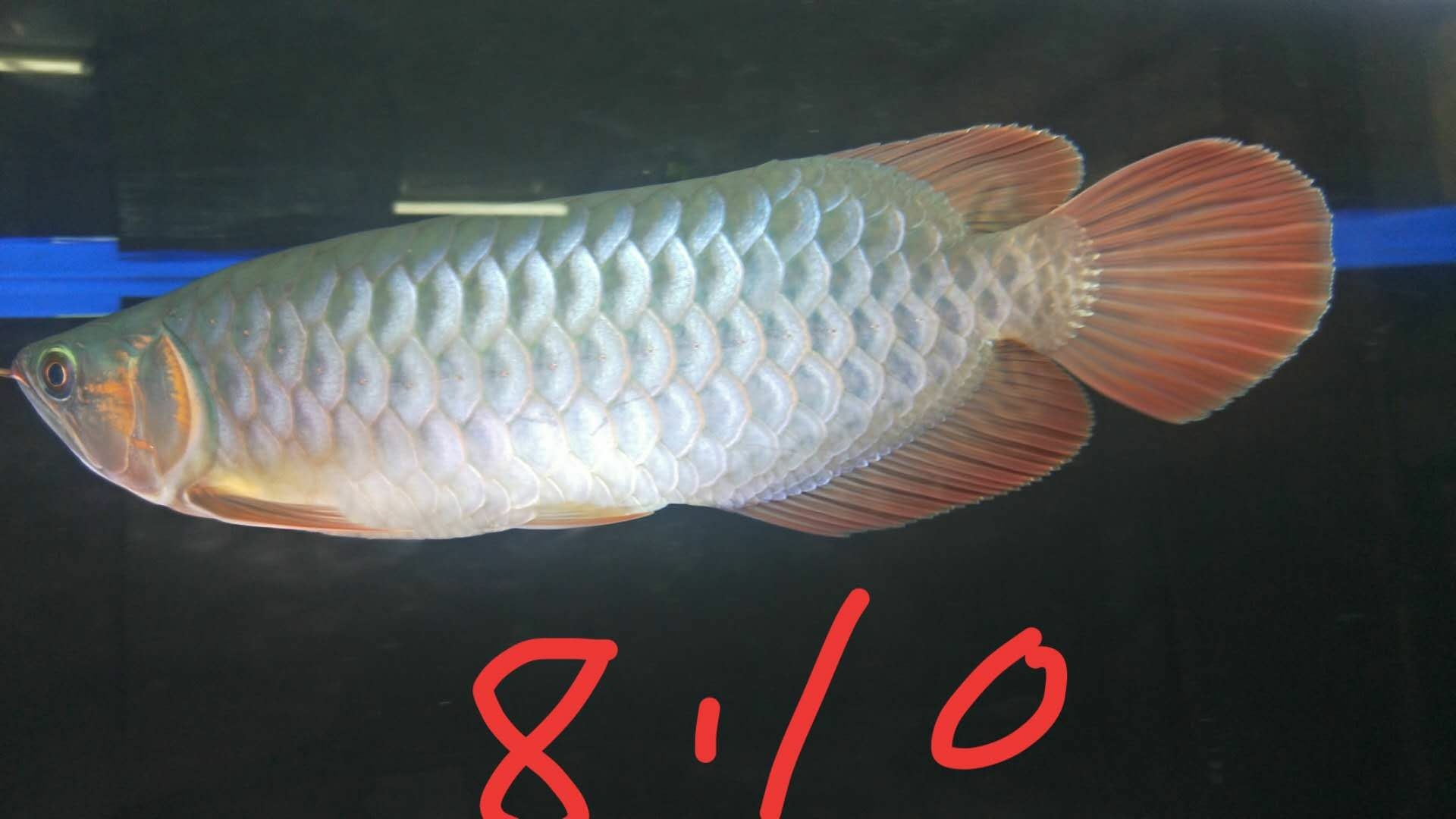 9个月从17厘米更改为40厘米 白子黄化银龙鱼 第3张