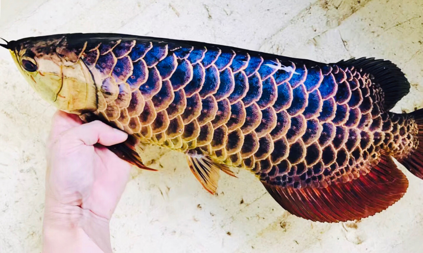 翡翠蓝来自大自然的馈赠出自亚罗澎素和峇眼三目河流域珍野生蓝底血统让人看一眼找不到与其 黄金达摩鱼 第1张