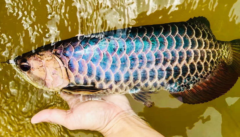 翡翠蓝来自大自然的馈赠出自亚罗澎素和峇眼三目河流域珍野生蓝底血统让人看一眼找不到与其 黄金达摩鱼 第2张