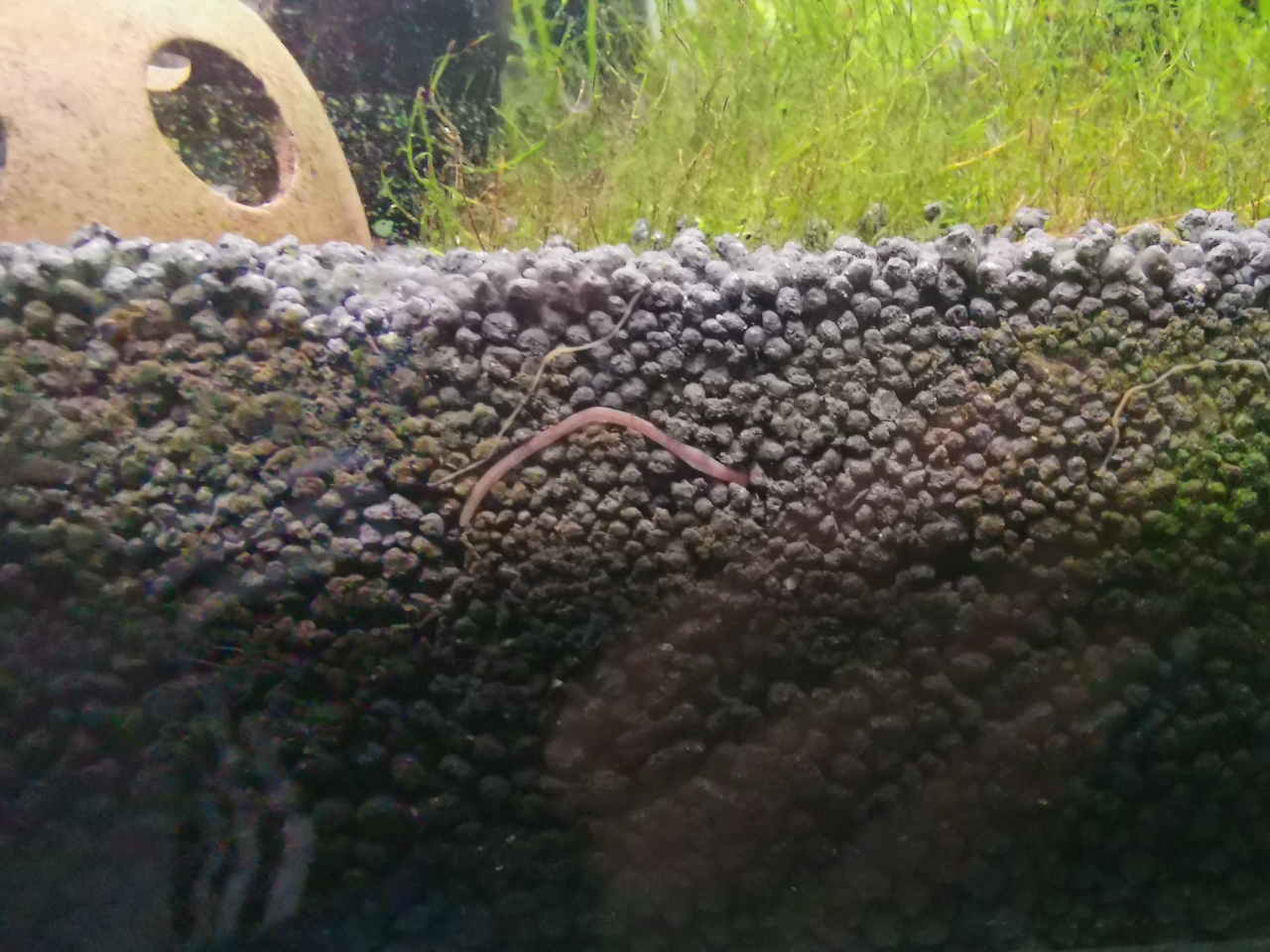 草缸里发现蚯蚓一样的虫了 白子银龙鱼苗 第1张