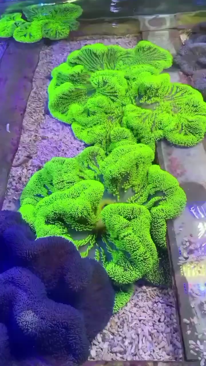 地毯珊瑚
